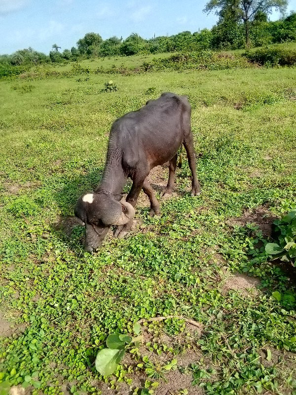 પાડો વેચવાનો છે...