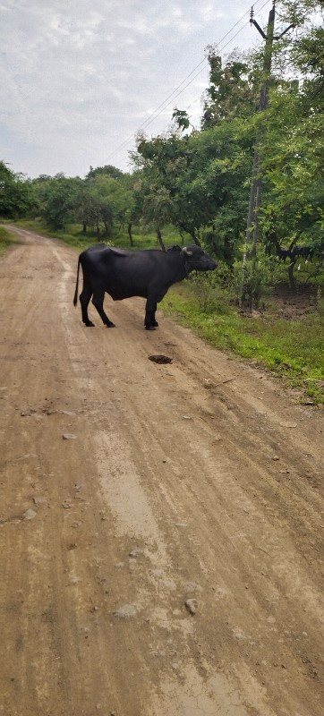 પાડો