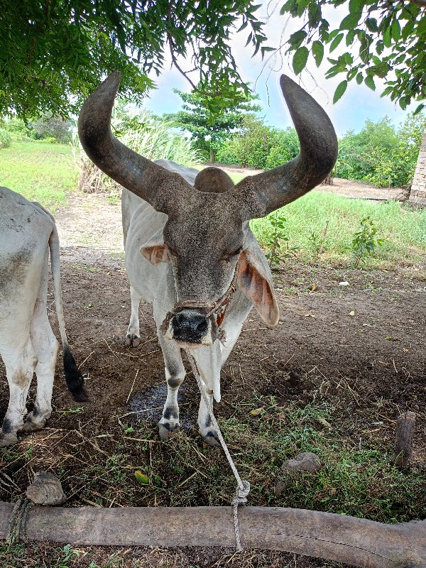 બળદ ગોંધલો