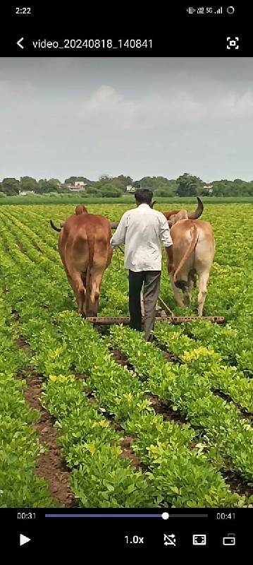 બરધ વેચવાના છે