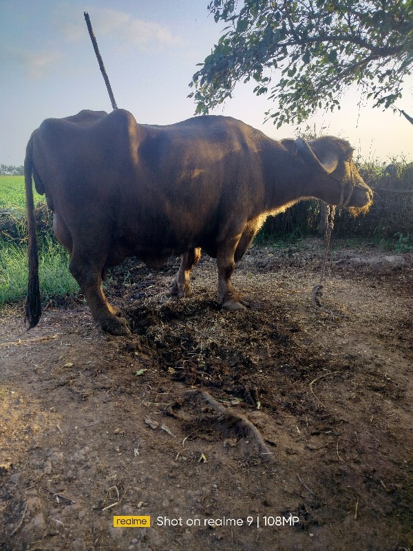 ભુરી ભેંશ વેચવા...