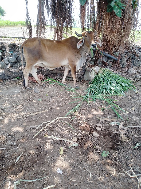 ગાય વેચવાની છે