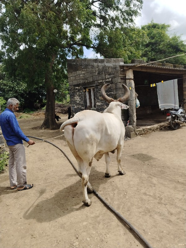 બળદ વેચવાનો છે