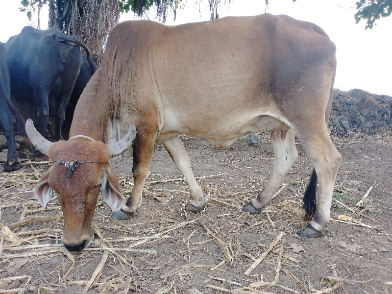 ગાય વેચવાની છે