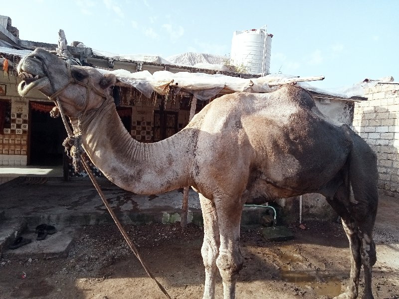 હાઢીયો વેસવાનોસ...