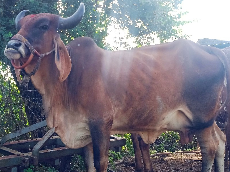 ગાય વેશવાનીછે ફ...