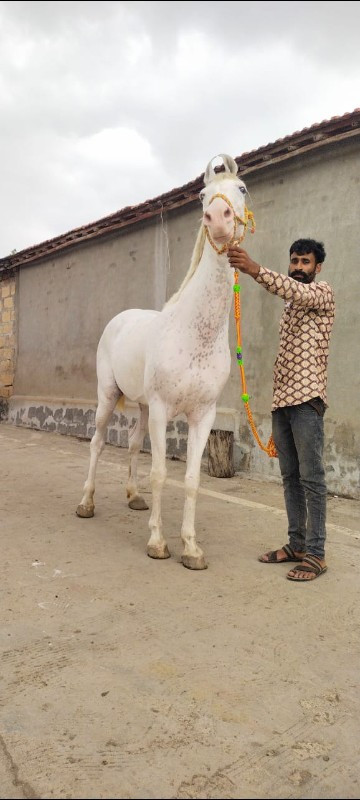 બલબમરી નું શોખી