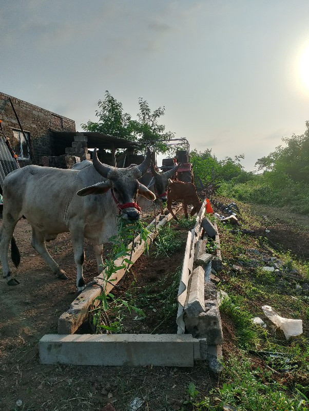 ગોઢલા વેચવાના છ...