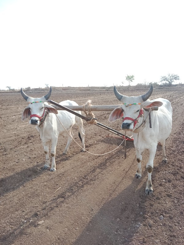 એક  વેચવાના છે....