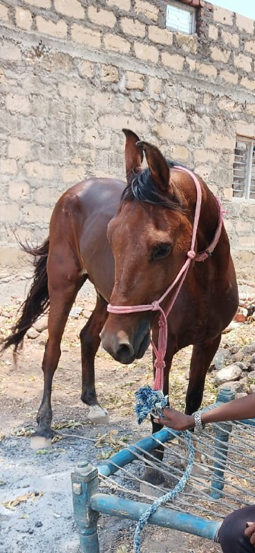 ઘોડી વેસવાનીછે