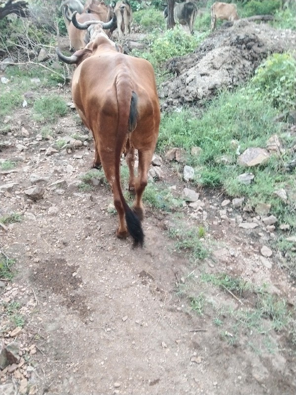 ગાય વેસવાનીછે