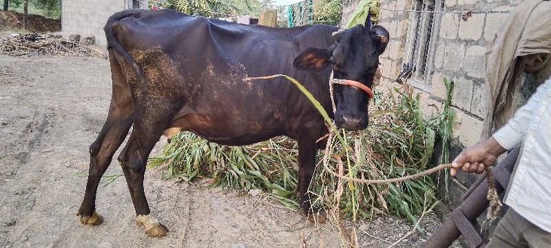 ગાય વેસ્વાની સે