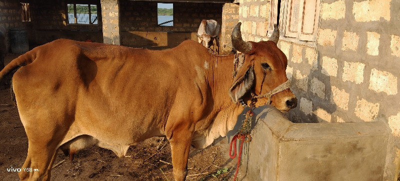 ગાય વેચવાની છે