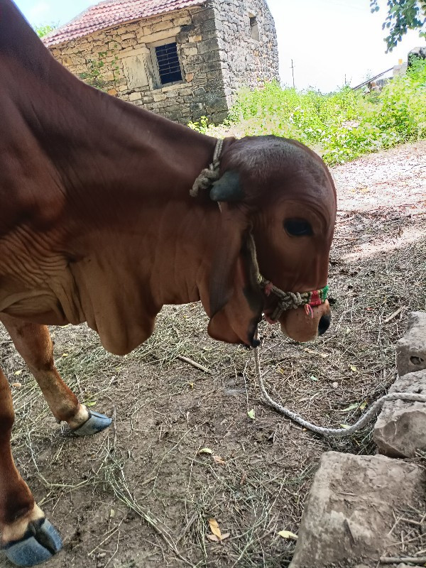 સોજી સે સાવ