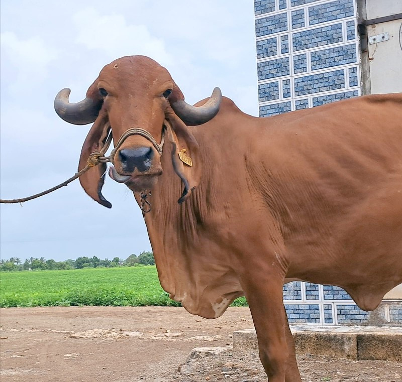 ગાય વેચવાની છે