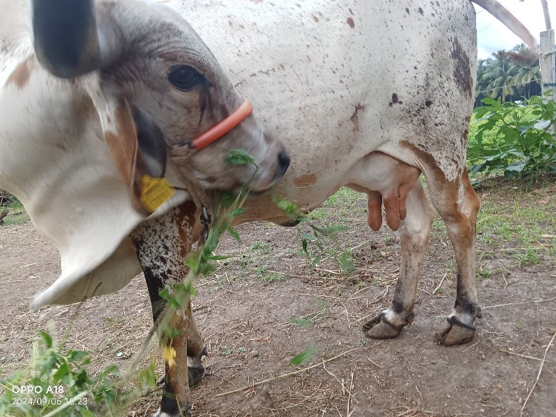 ગાય વેચવાની છે