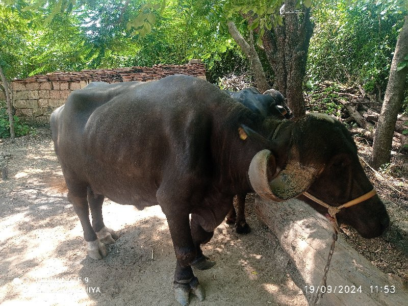 વેસવાનું છે