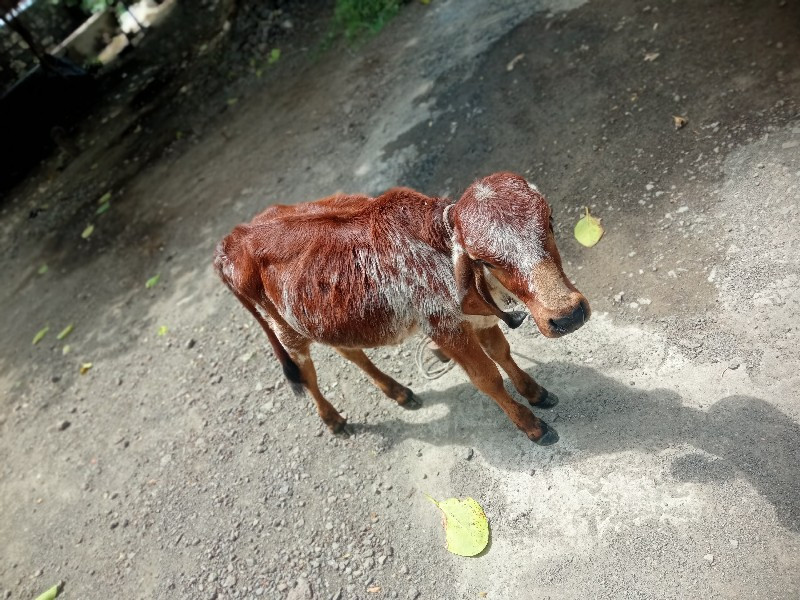 ગીર વાછડી  વેઠવ...