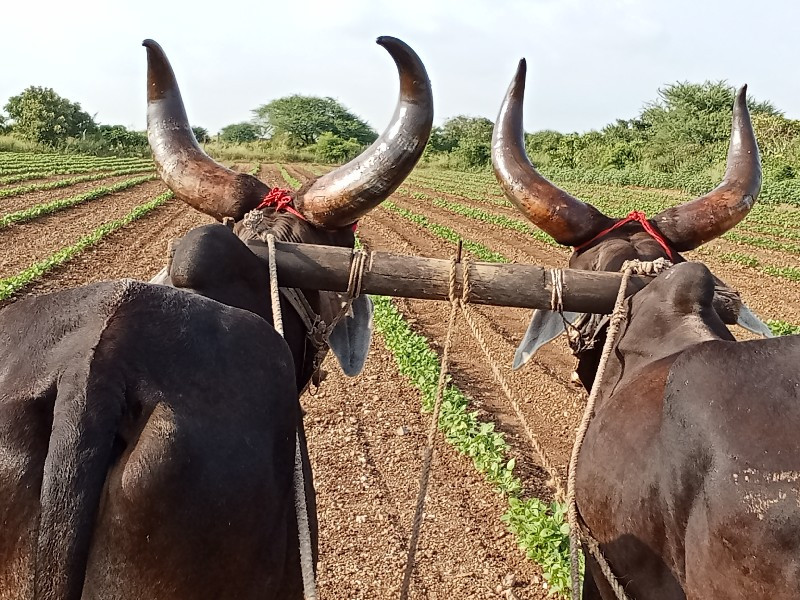 ગોઢલા વેચવાના છ...