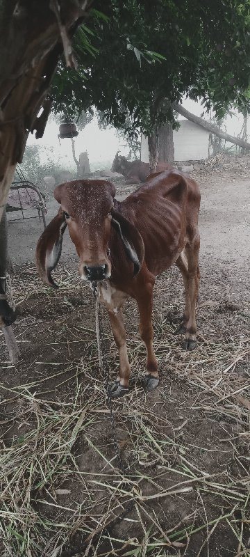 vachadi r