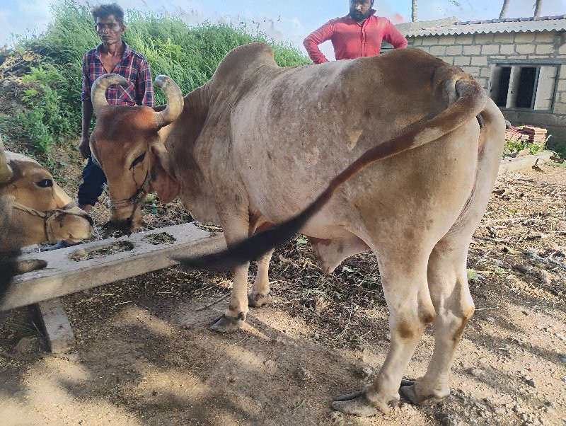 બળદ વેસવાં ના સ...