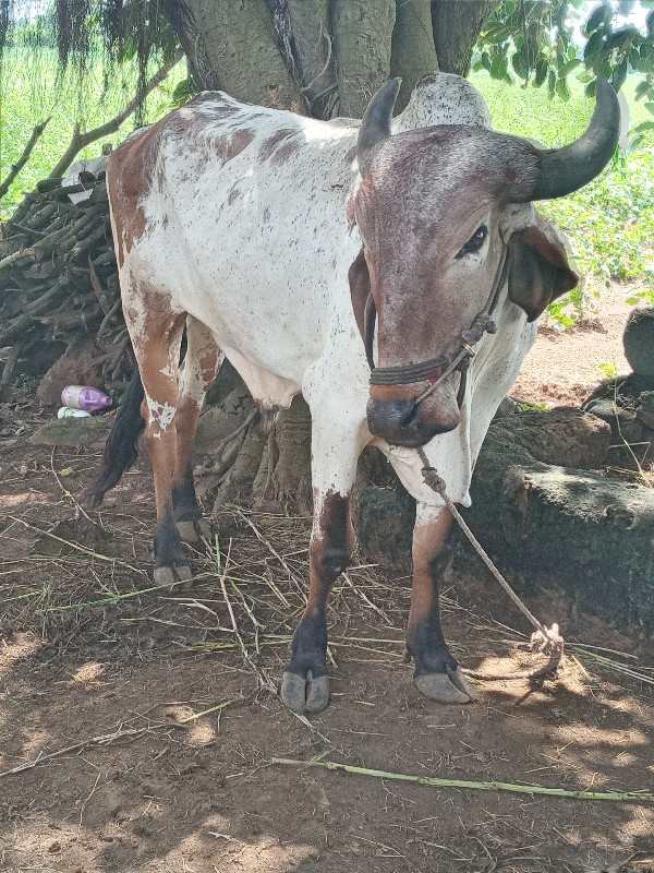 ગોઢલા વેચવાના છ...