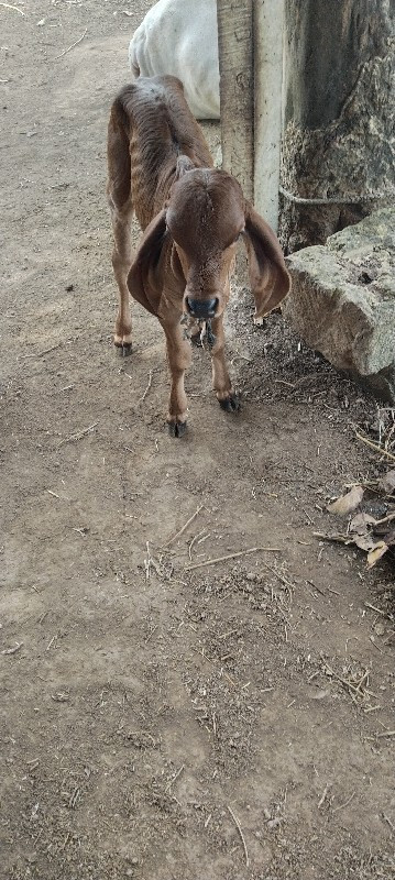 આ ગાય આપવાની છે