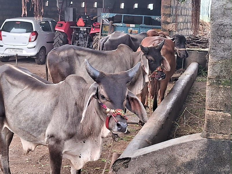 ગોઠલા વેશવાનાશે...