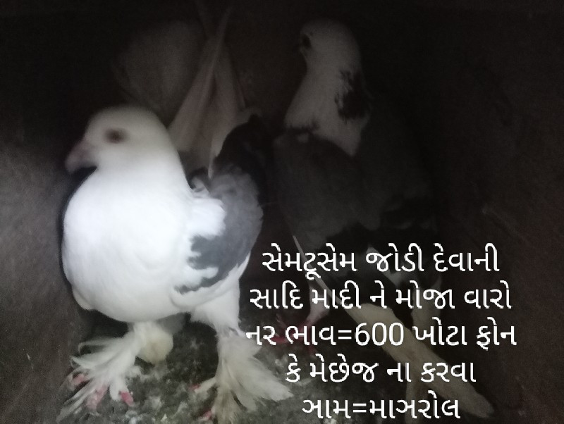 કબુતર વેચવાના છ...