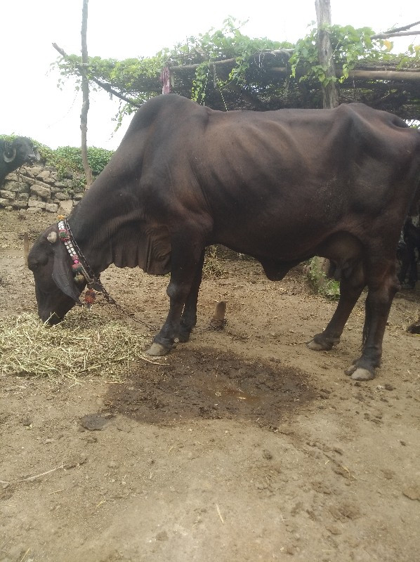 જસી  ગાય વેસવાન...