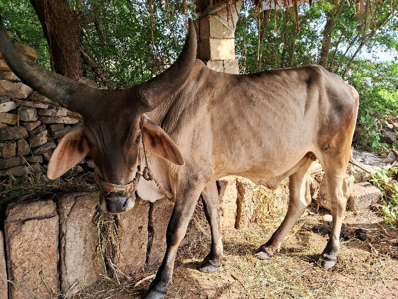 બળદ વેચવાના છે