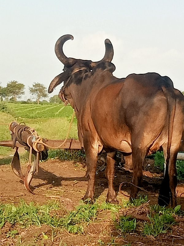 બળદ  વેચવાના છે