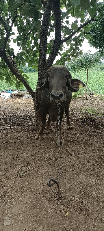 ભેંશ વેસવાની છે...