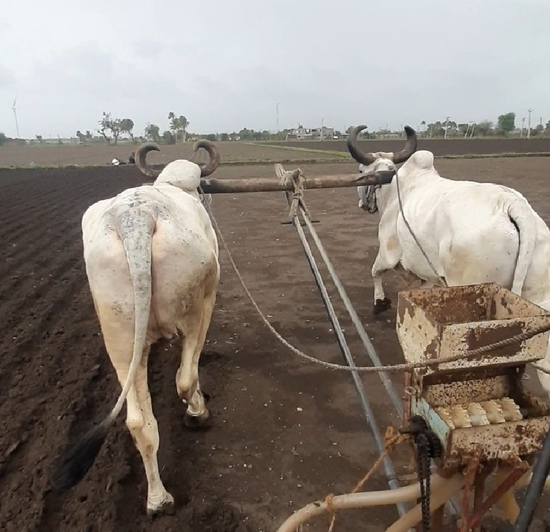 ફુલ જવાબદારી