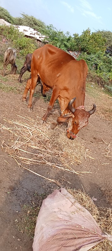 હરેશ ભરત વેચવાન...