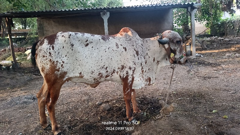 હોડકી વેશવાની સ...