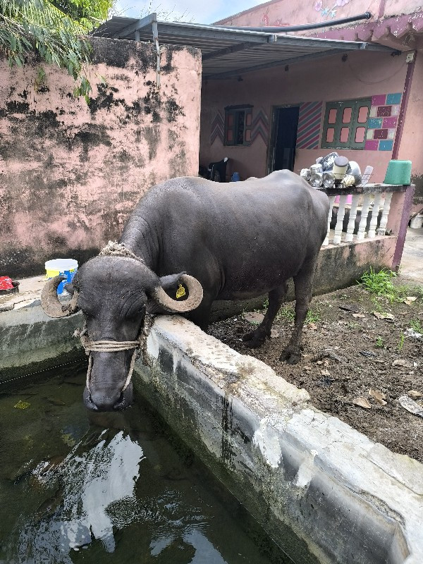 પેલું વેતર ખડેલ...