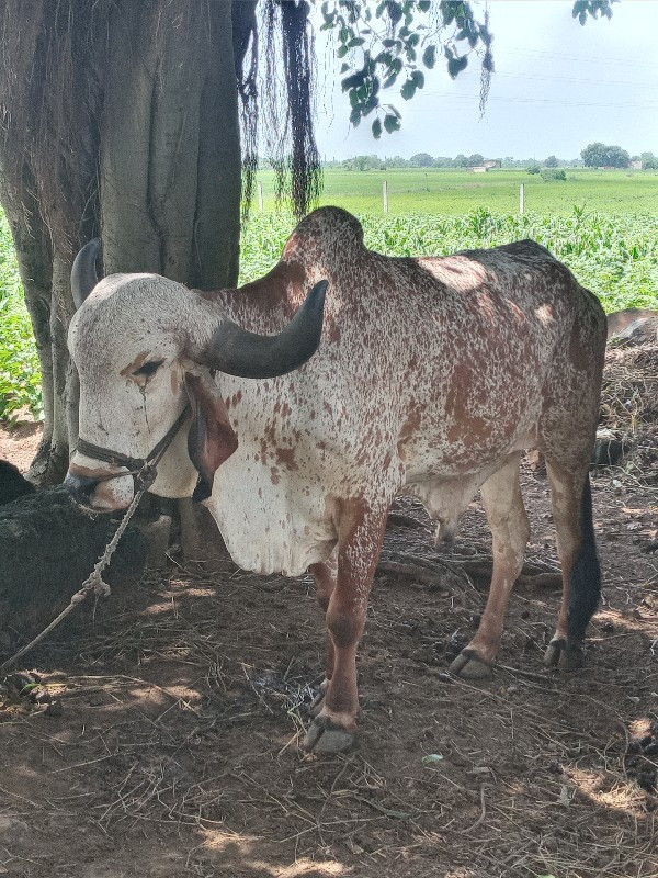 ગોઢલા વેચવાના છ...