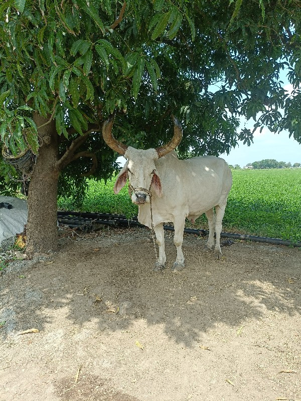 બળદ 3 ધરના