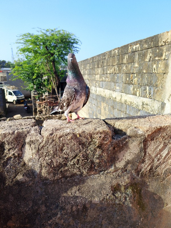 કબુતર દેવા લેવા...