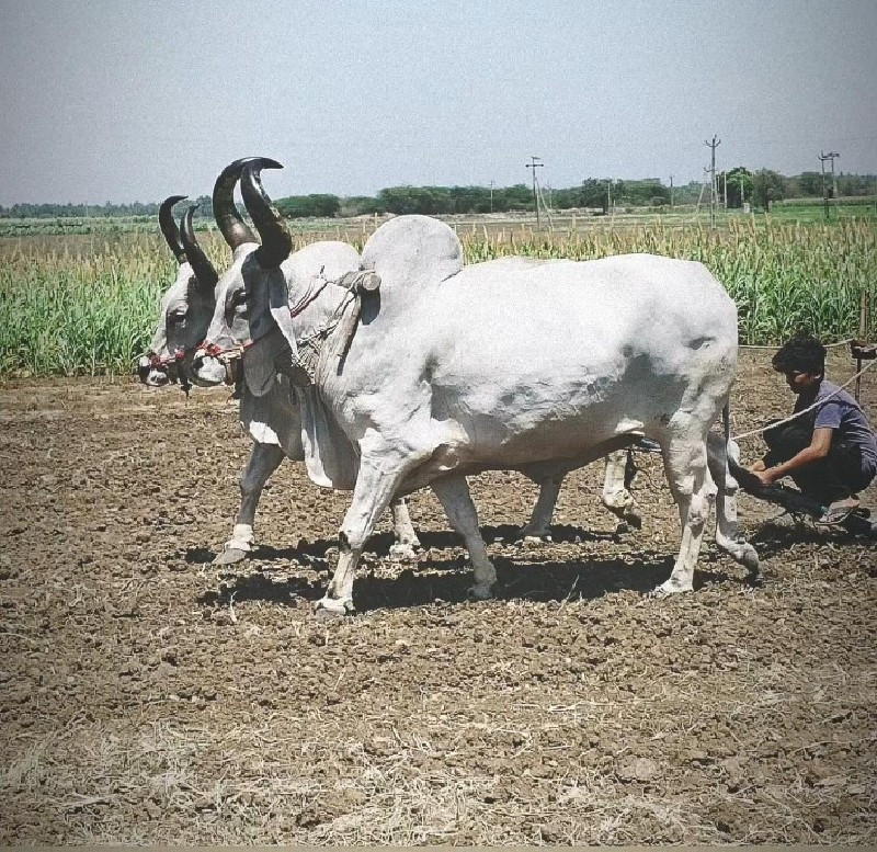 બડદ વેચવા