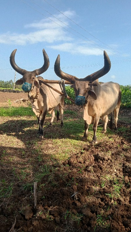 બળદ વેચવાના છે