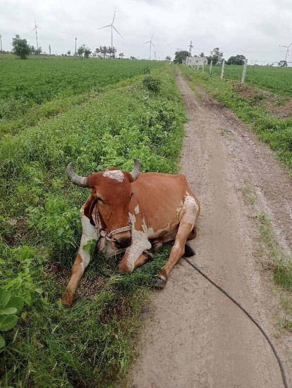 સાવ સોજો છે