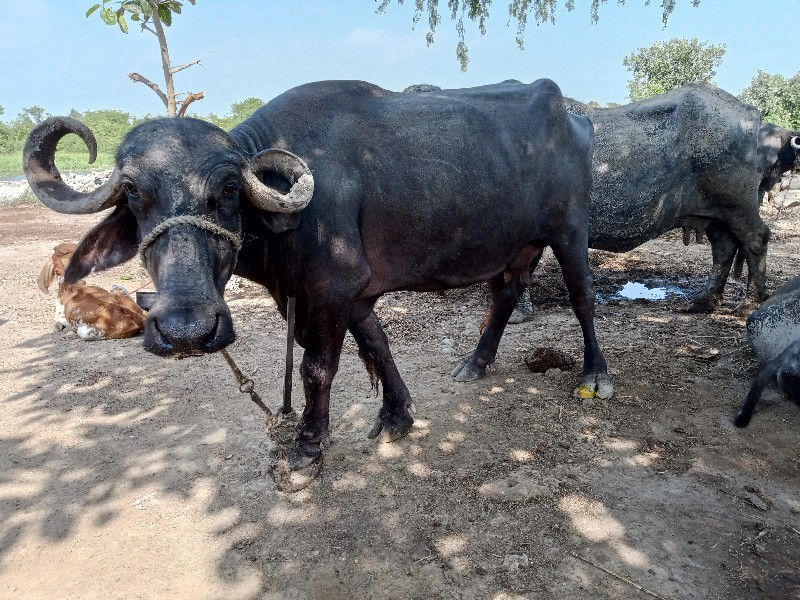 ભેંસ વેચવાની છે