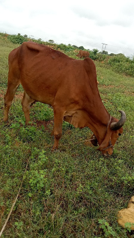 આ બળદની ત્રણ ધર...