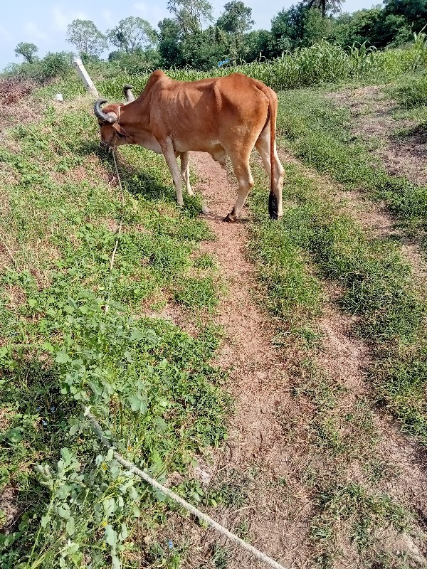 આ ગોઢલા વેચાવ છ...