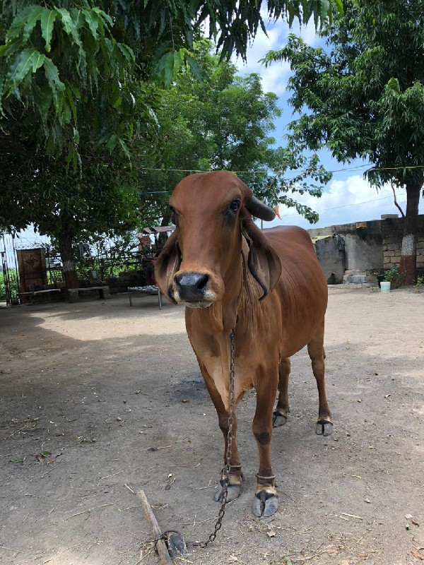 ગાય વેચવાની છે