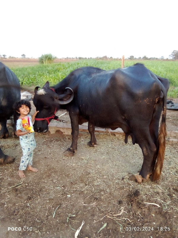 ભૅસ વૅસવાનીસૅ છ...