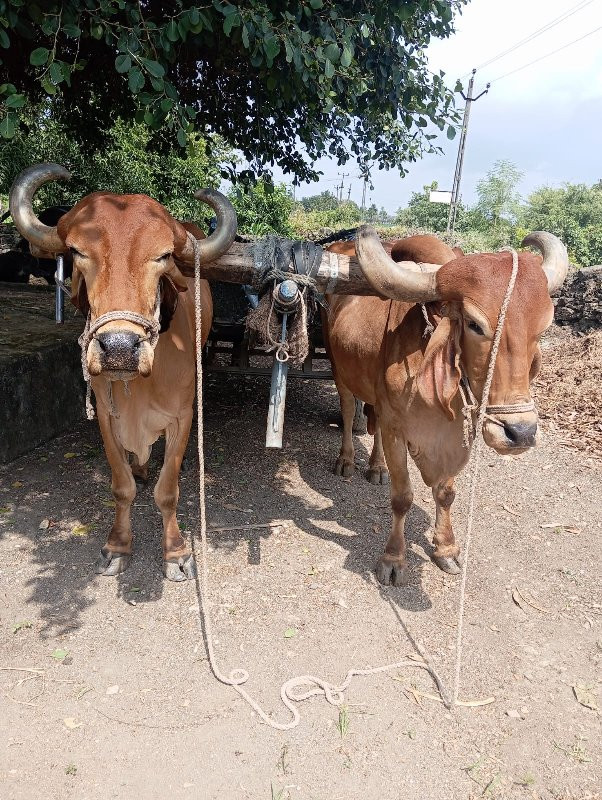 બળદ વેચાવા ના છ...