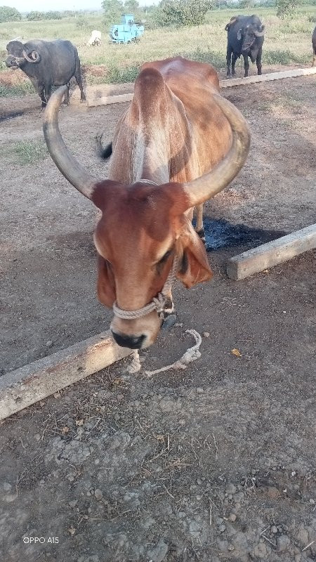 આ ગાય વેચવા ની...